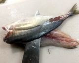 魚の三枚おろし作り方5写真