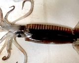 絶品珍味【イカのワタの塩辛】作り方1写真