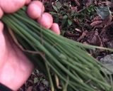 やみつき！？アサツキのホイル焼き作り方1写真