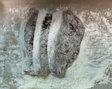ブリのソテー～バターポン酢味～作り方2写真