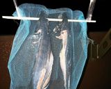 手作りが美味しい！アジの一夜干し♪作り方11写真