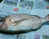 瀬戸内鯛でお鍋の準備。作り方1写真