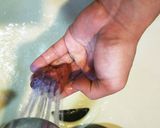 鶏レア風レバー作り方2写真
