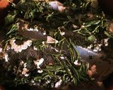 簡単、絶品。のせて蒸すだけ鱈の緑茶蒸し作り方2写真