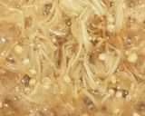 簡単 なめ茸作り方4写真