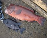 こぶちゃんの兜煮♪作り方1写真