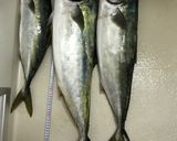 鰤の血合のレバ刺し風作り方1写真