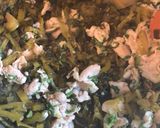 簡単美味しい豚肉入り高菜豆腐煮込み作り方5写真