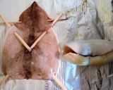 これで完璧！丸まらないイカ一夜干し焼き方作り方7写真