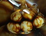 限界半熟ゆで卵で限界味玉☆型崩れなし！作り方3写真