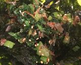 韓国海苔と小松菜でもう一品☆作り方3写真