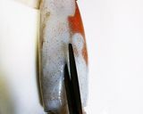 簡単!イカのワタとネギDEホイル焼き♪作り方1写真