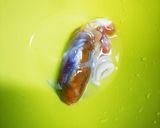 簡単!イカのワタとネギDEホイル焼き♪作り方4写真