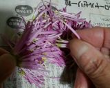 食用菊(かきのもと)の寒天寄せ作り方1写真