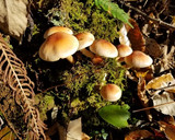 天然ブナシメジなど3種きのこの贅沢焼き～作り方3写真