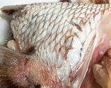 とっても簡単！本格和食♪ 鯛のあら炊き作り方4写真