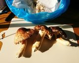 絶品母の思い出松茸と牛肉炊き込みご飯作り方39写真