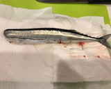 腹骨も簡単下処理！さんまの香味パン粉焼き作り方7写真