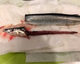 サンマ下処理、簡単に内臓・腹骨・皮の除去作り方8写真