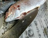 自己流真鯛のさばきかた作り方3写真