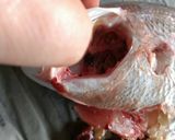 自己流真鯛のさばきかた作り方5写真