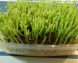 豆苗と海苔のめんたいマヨサラダ作り方5写真