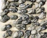 牡蠣の燻製オリーブオイル漬け作り方5写真