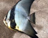 ツバメウオお造り作り方1写真