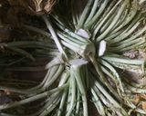 大根の沢庵漬け＊塩分6%＊作り方9写真