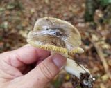 シモフリシメジの蓮根みぞれ汁・激旨（＾＾作り方1写真