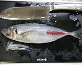 簡単！お弁当☆アジフライ(三枚おろし～)作り方1写真