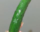 きゅうりの下処理！ずぼら専用ビニール袋作り方4写真