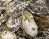 簡単 殻つき牡蠣むき方(殻付かき）作り方1写真