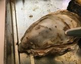 簡単 殻つき牡蠣むき方(殻付かき）作り方2写真