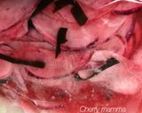 簡単！美味しい！赤カブの浅漬けユズ風味作り方4写真