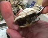 簡単 殻つき牡蠣むき方(殻付かき）作り方6写真