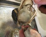 簡単 殻つき牡蠣むき方(殻付かき）作り方8写真
