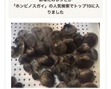 有資格者直伝✿ホンビノスガイの下処理法作り方26写真