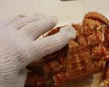 毛蟹の捌き方〜最も美味しい食べ方作り方4写真