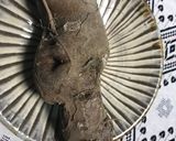 ヤーコンのシンプルサラダ作り方1写真
