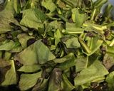 源助株菜の漬物作り方1写真