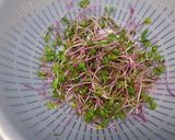 絶品！焼豚サラダ～中華風～作り方2写真