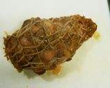 おつまみらくらく鶏チャーシュー作り方3写真