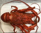 伊勢えびの超簡単な蒸し方と贅沢なお椀作り方4写真