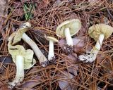 天然キノコ2種と芋2種の田舎風味噌煮作り方2写真