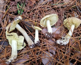 天然キノコ2種と芋2種の田舎風味噌煮作り方2写真