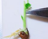 豆苗の育て方☆作り方1写真
