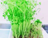 豆苗の育て方☆作り方3写真