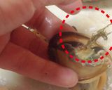 《ムール貝で和食》貽貝(いがい)ごはん作り方7写真