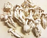 贅沢！ホロホロお肉！豚肩の赤ワイン煮込み作り方15写真